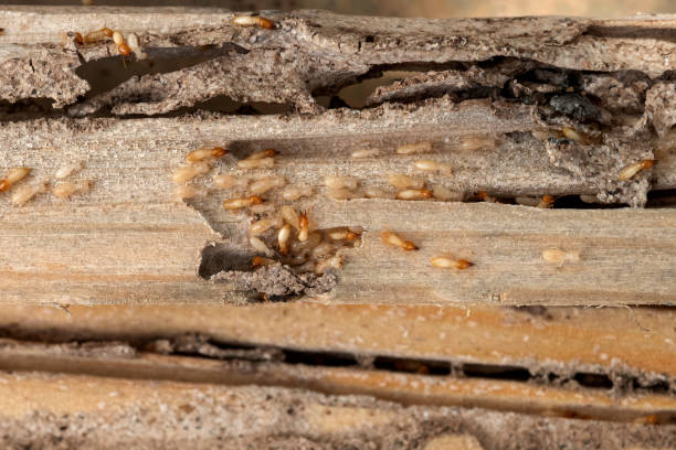 Flea Control Services in Rutherford, NJ